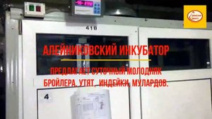 Алейниковский инкубатор.mp4