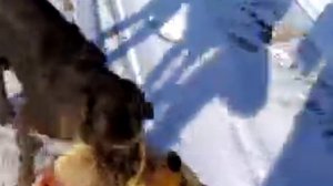 Лиса и дратхаар