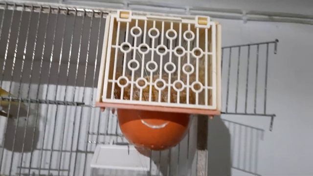 канарейки, окрас , птенци, профилактика смотреть онлайн