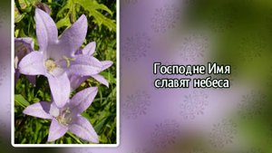 Господне Имя славят небеса (+)