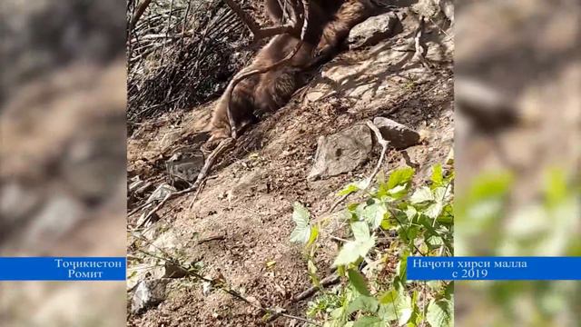Таджикистан. Рамит. Спасенные бурого медведя. 2019. октябрь. М. Асозода. смотреть онлайн