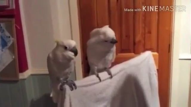 Догадайтесь, где нормальный пацан и где клизма падруга! смотреть онлайн