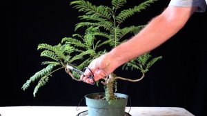 Jacaranda Bonsai Tree. Jacaranda mimosifolia