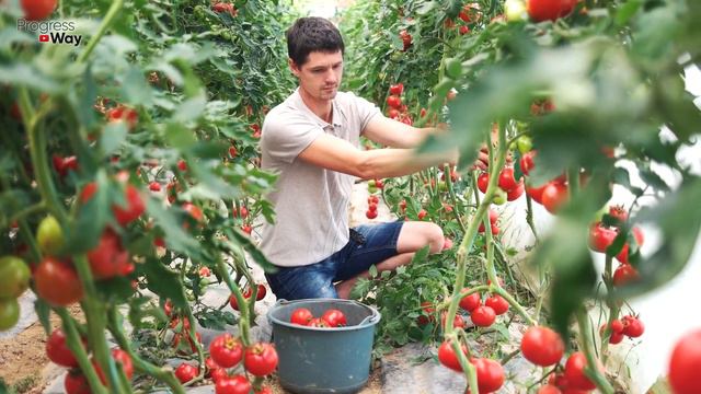 ТОМАТЫ В МИГ ЗАВЯЖУТСЯ ГРОЗДЯМИ. Щепотка Этого и... смотреть онлайн