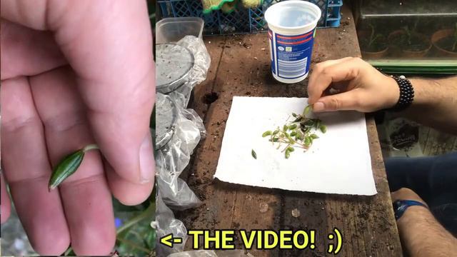 14 HARVESTING MORE SEEDS   GODETIA   MESEMBRYANTHEMUM   IMPATIENTS   PASSION FRUIT/FLOWER смотреть онлайн