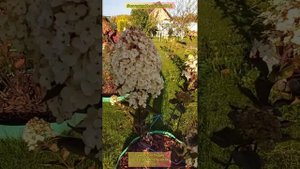 Самарская Лидия Гортензия Метельчатая #наташинИсерёжинСАД 09.10 22г.