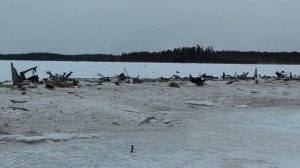 ТЕТЕРЕВИНЫЙ ТОК. ВЕСНА 2020. ОХОТА НА ПТИЦУ В КАРЕЛИИ. ОХОТА НА ТЕТЕРЕВА. КАРЕЛЫЧ В ЛЕСУ.