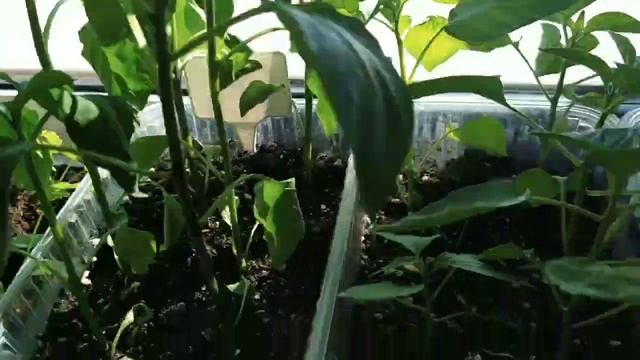 Снега больше чем зимой!Продолжаю прививать на лагенарию огурцы и арбузы. смотреть онлайн