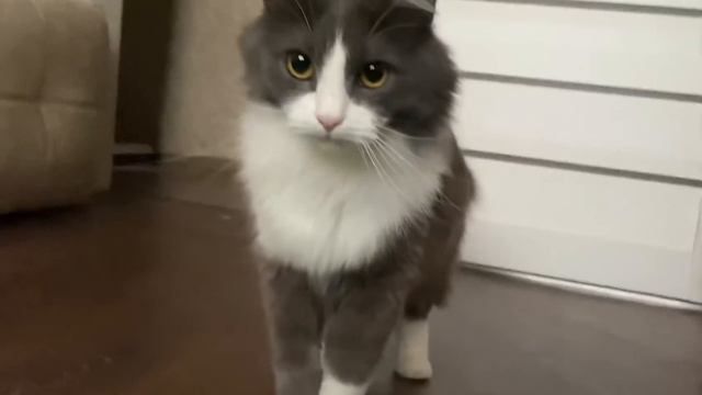 Кот понял свою ошибку! смотреть онлайн