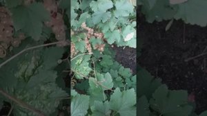 Белая смородина сорта "Версаль", секреты солидного урожая