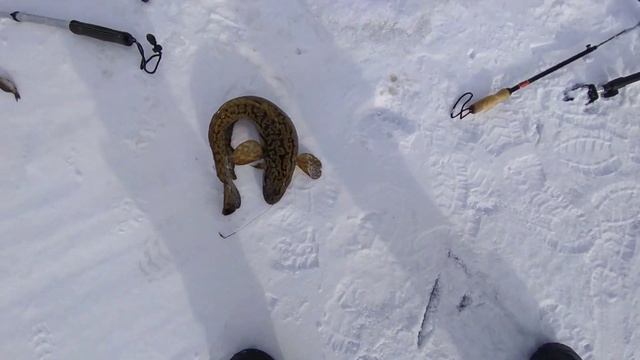 Лучшая Рыбалка. Мой Первый НАЛИМ.ЖЕСТЬ ТРОФЕЙ не Влезает в ЛУНКУ. смотреть онлайн