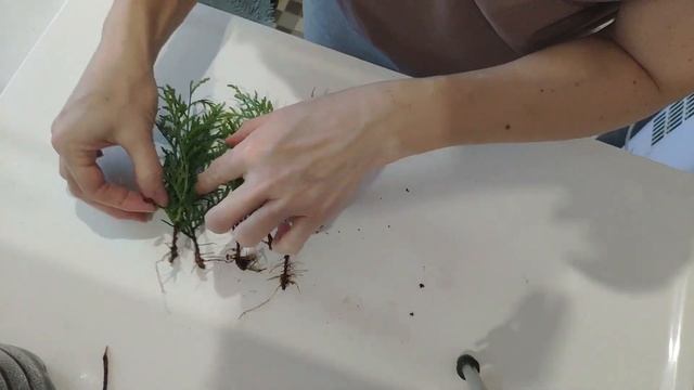 Результат черенкования туи. Подробный разбор.