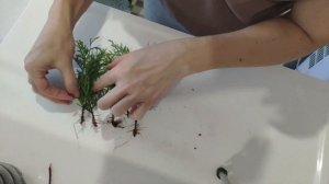 Результат черенкования туи. Подробный разбор.