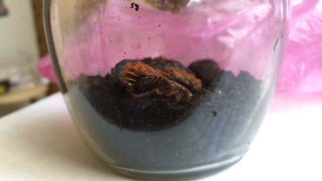 Centipede Vs Cockroach (версус таракан против сколопендры)