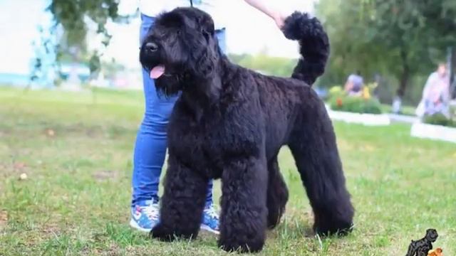 ТАЛИСМАН АЛАТАУ ЕВЕЛИКА ДЛЯ ДЕНЕБ-КЕЙТОС смотреть онлайн