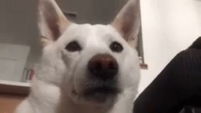 собака моргает смотреть онлайн