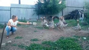 Ландские взрослые гуси.