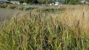 Заметки садовника: как выбирать злаки и формировать декоративность в саду?