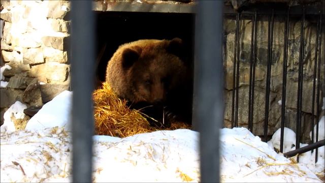 Бурые медведи Алтай и Тоя. 03.02.20 г. смотреть онлайн