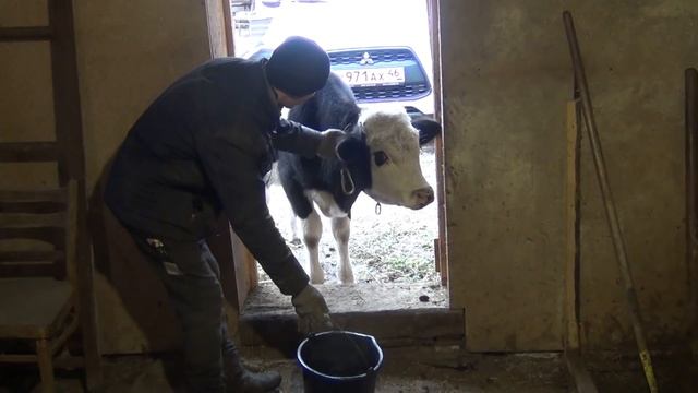 расставили всех по местам, телок в загон, гаврюху в сарай, жизнь в деревне смотреть онлайн