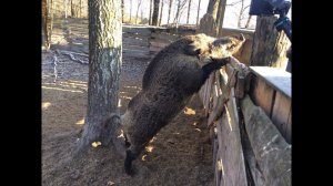 Что Будет Если Приручить Дикого Кабана