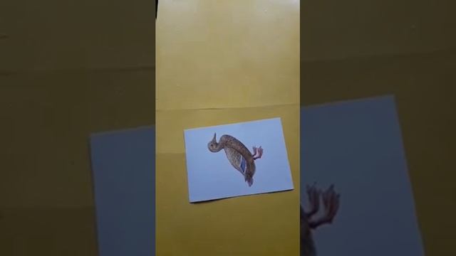 Развитие речи. Домашние птицы и их детеныши. 2 младшая группа.