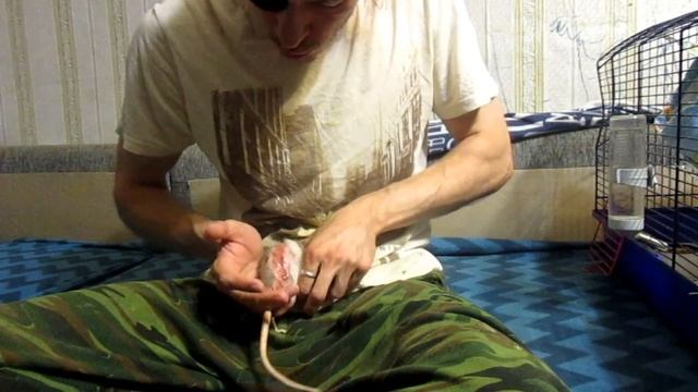 Жесткое лечение Шерри. "Редкая" крыса, или мазюкаем хрень. (Fancy Rats | Декоративные Крысы) смотреть онлайн