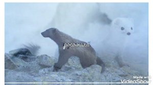 чем отличаются Арктика и Антарктика?