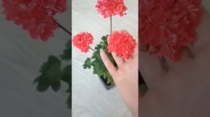 Сортовая пеларгония. Стеллар Redshill