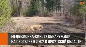 Собака, ставшая воспитателем для львенка и тигрят, нашла в лесу медвежонка-сироту