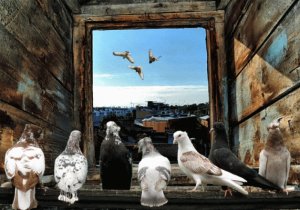 Марина Артемьева "Голуби" (музыка и слова Ирины Скибиной)