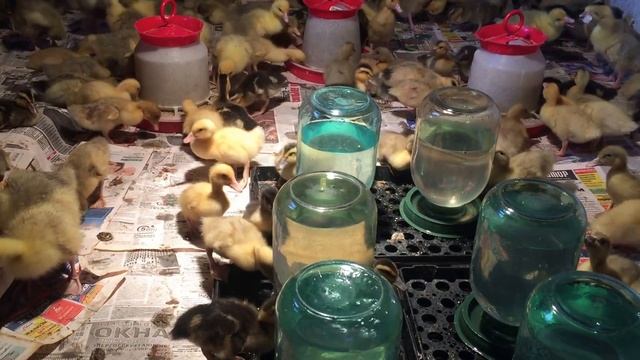 Утки пород Агидель, Фаворит, Башкирка смотреть онлайн