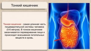 Biology 8+ \Пищеварительная система человека. Baranciuc Liudmila