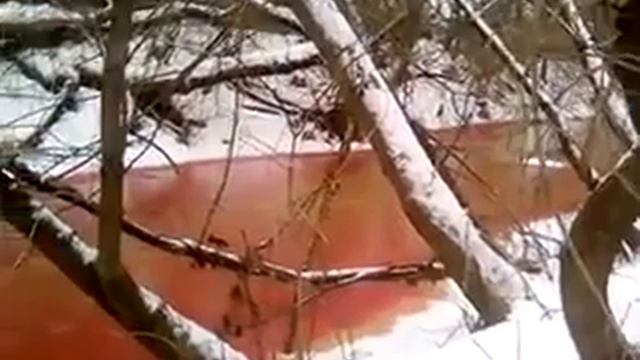 Проблемой кровавой реки в Ухтинке занялись несколько ведомств. смотреть онлайн