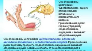 Рефлекс. Рефлекторная дуга.AVI
