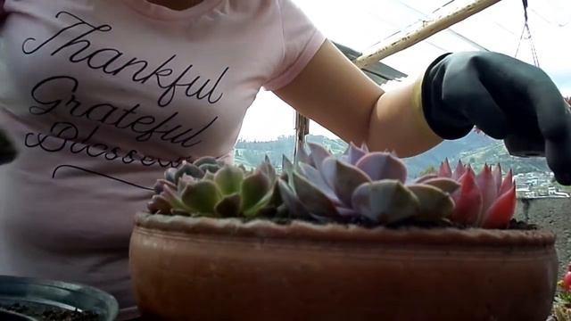 Haciendo arreglo solo con Echeverias y otros trasplantes 🤩😍 смотреть онлайн