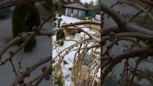 ЛИСТВЕННИЦА ШТАМБ ФОРМИРОВАНИЕ