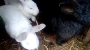 ПОЧЕМУ КРОЛЬЧАТА ВЫГРЕБАЮТ КОРМ ИЗ КОРМУШКИ/КРОЛИКИ