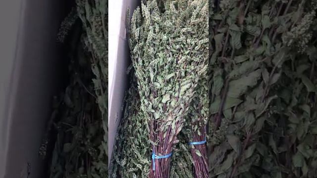 Обзор веников для бани из клена и мяты смотреть онлайн