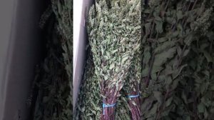 Обзор веников для бани из клена и мяты