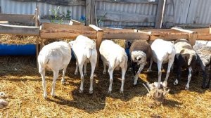 Эдельбай-дорпер, кросс катадина, романовка, продажа овцематок, чистый дорпер