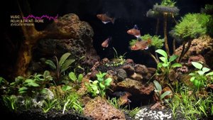 Серпас Вуалевый (Long Fin Serpae Tetra)