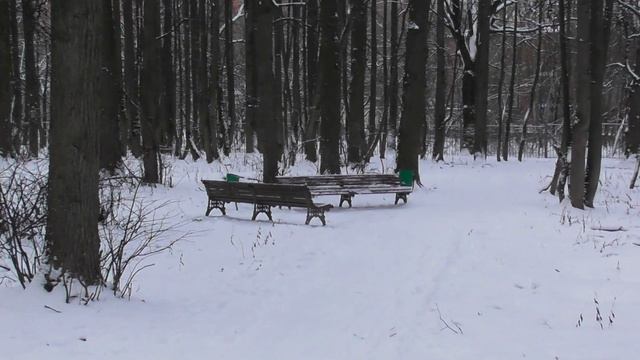 Аннинский лесопарк зимой