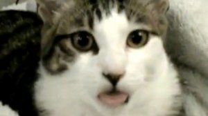 Кошка-дразнилка