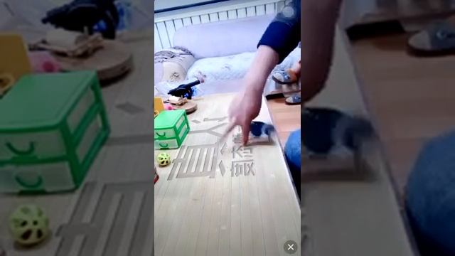 Дрессированная птичка. смотреть онлайн