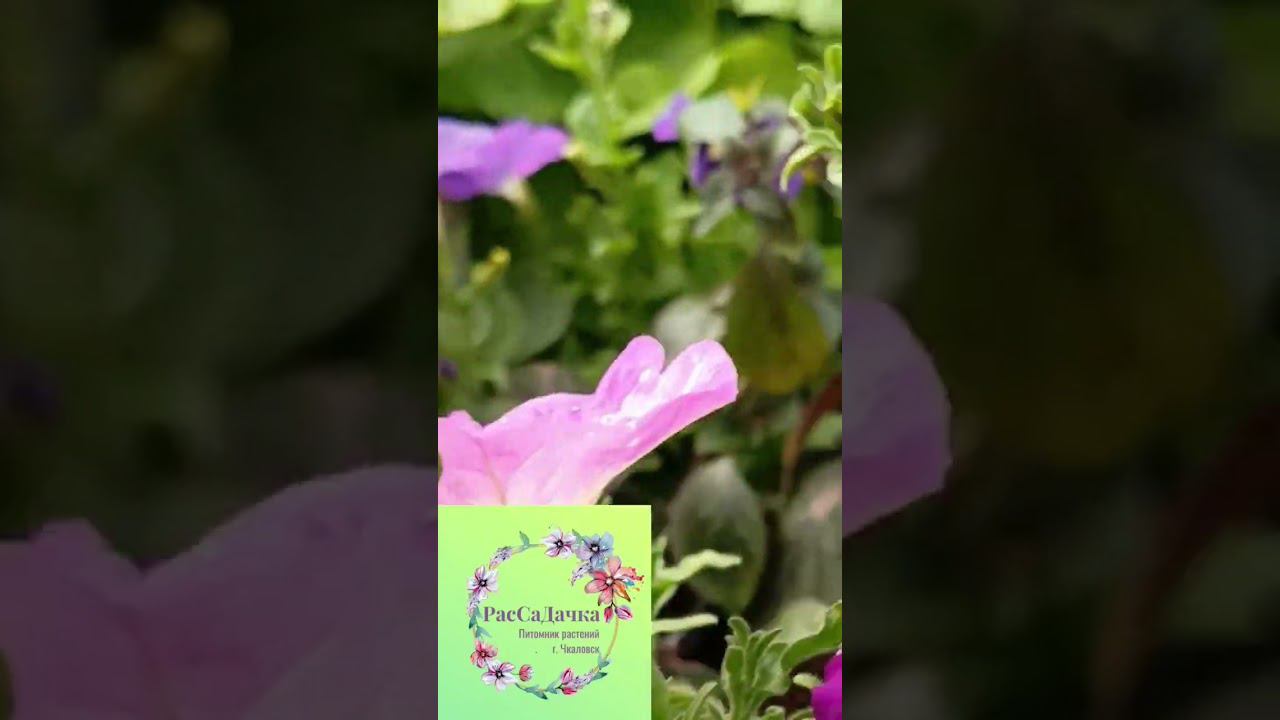 немного выращенной красоты #рассадачкаловск #рассадацветов