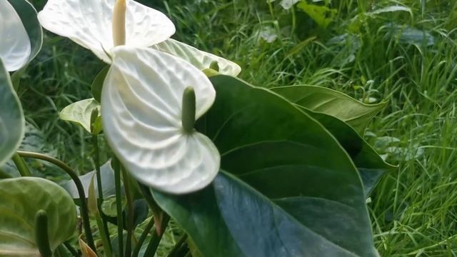 #ЦветыВместе Антуриум Адиос Вайт Anthurium Adios White 17/75 смотреть онлайн