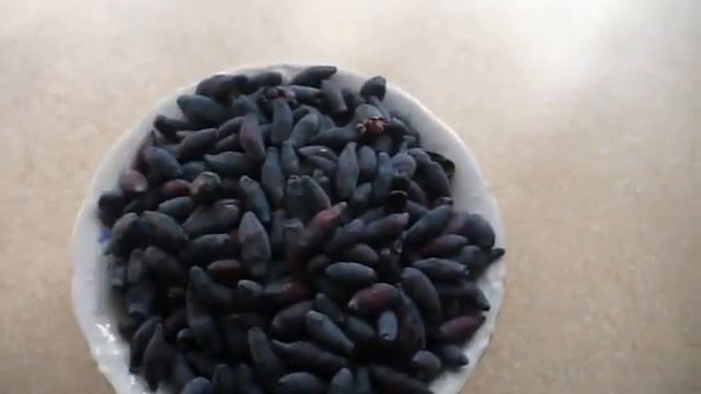 УРОЖАЙ жимолости ВОСТОРГ, СТРЕЖЕВЧАНКА, БАКЧАРСКИЙ великан. honeysuckle overview. смотреть онлайн