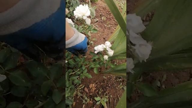 Почвопокровная роза. Белая.