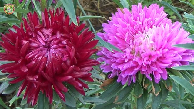 Агрогороскоп с 29 августа по 01 сентября 2023. Agrohoroscope from August 29 to September 01, 2023 смотреть онлайн